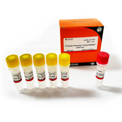 Nueva generación de Foreasy de enzima Foreasy de Transcriptase RT del revés de M-MLV