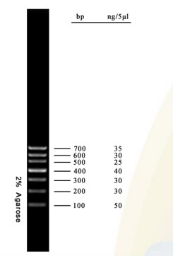 Escalera 700bp de la DNA del equipo de la polimerización en cadena del gel de la agarosa del marcador de la DNA para las pruebas de la biología molecular