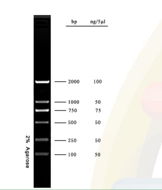 escalera de la DNA del equipo de la polimerización en cadena del gel de la agarosa del marcador de la DNA 2000bp para la investigación