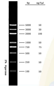 Escalera 5000bp de la DNA del equipo de la polimerización en cadena del gel de la agarosa del marcador de la DNA para las pruebas de la biología molecular de la investigación